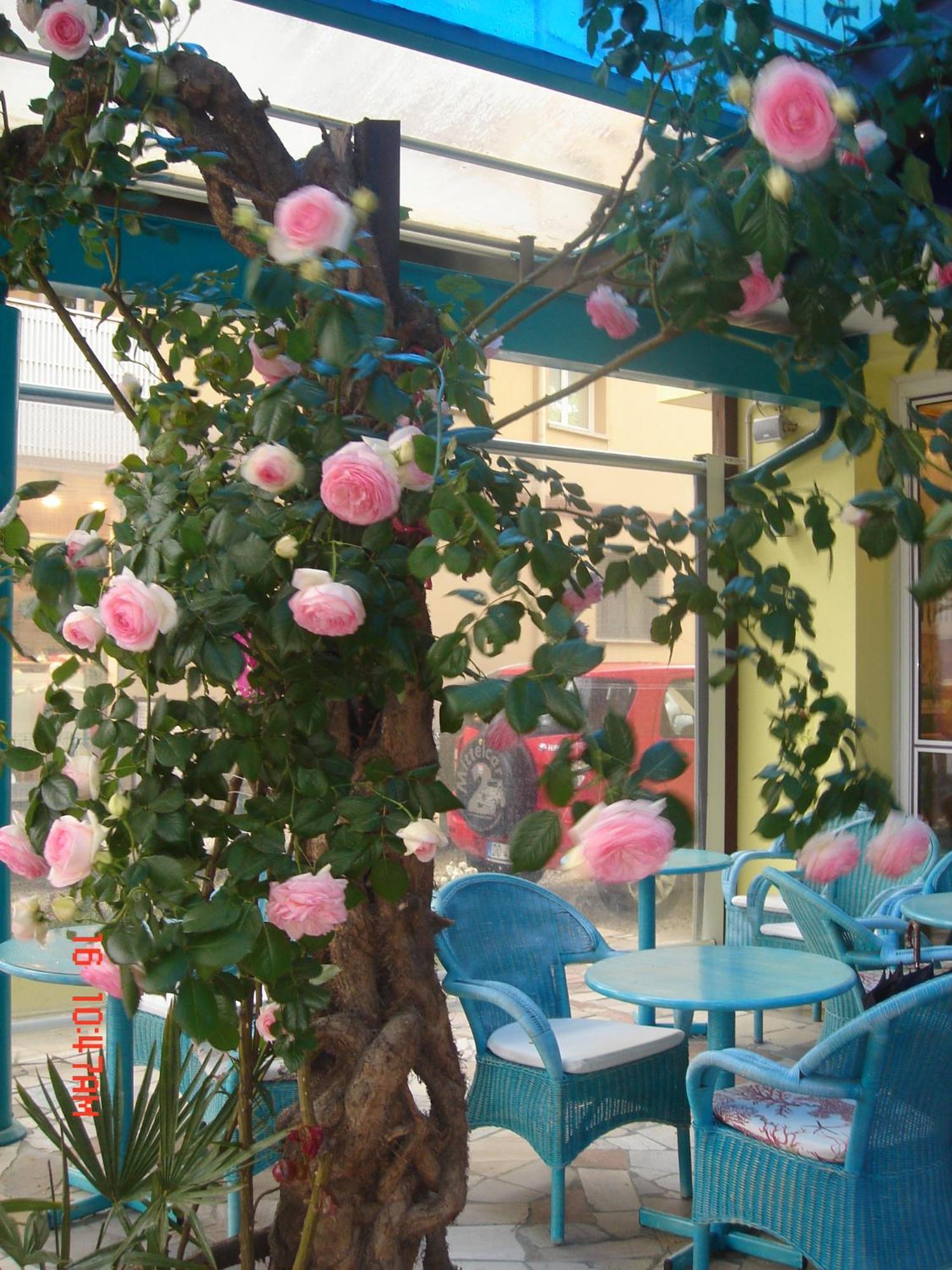 Da Giovanna Hotel Lignano Sabbiadoro